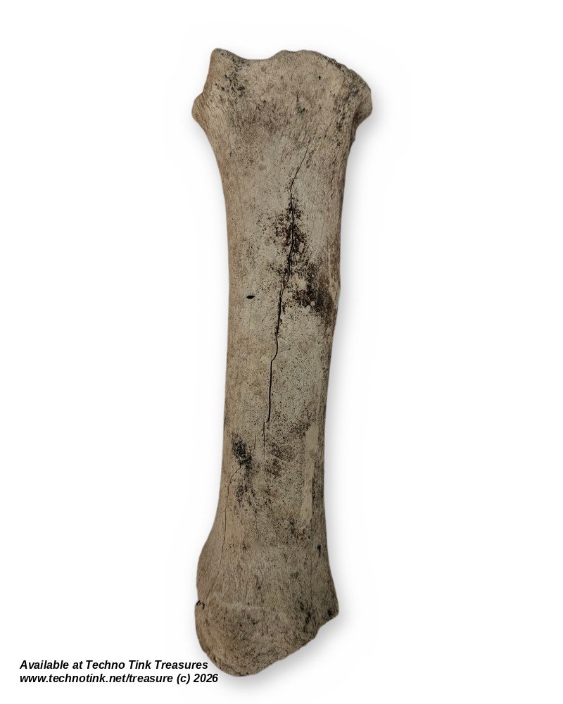 Weathered Cow Cannon Bone, 12 Inches - Natural Leg Bone Skeleton Oddity