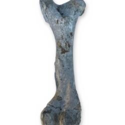 Large Weathered Cow Femur Bone, 18 Inches - Natural Skeleton Oddity