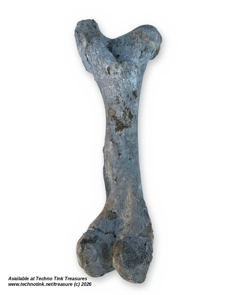 Large Weathered Cow Femur Bone, 18 Inches - Natural Skeleton Oddity