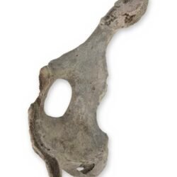Large Weathered Cow Pelvis Half, 23 Inches - Natural Hip Bone Oddity