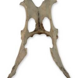 Small Weathered Deer Pelvis, 8.5 Inches - Natural Hip Bone Skeleton Oddity