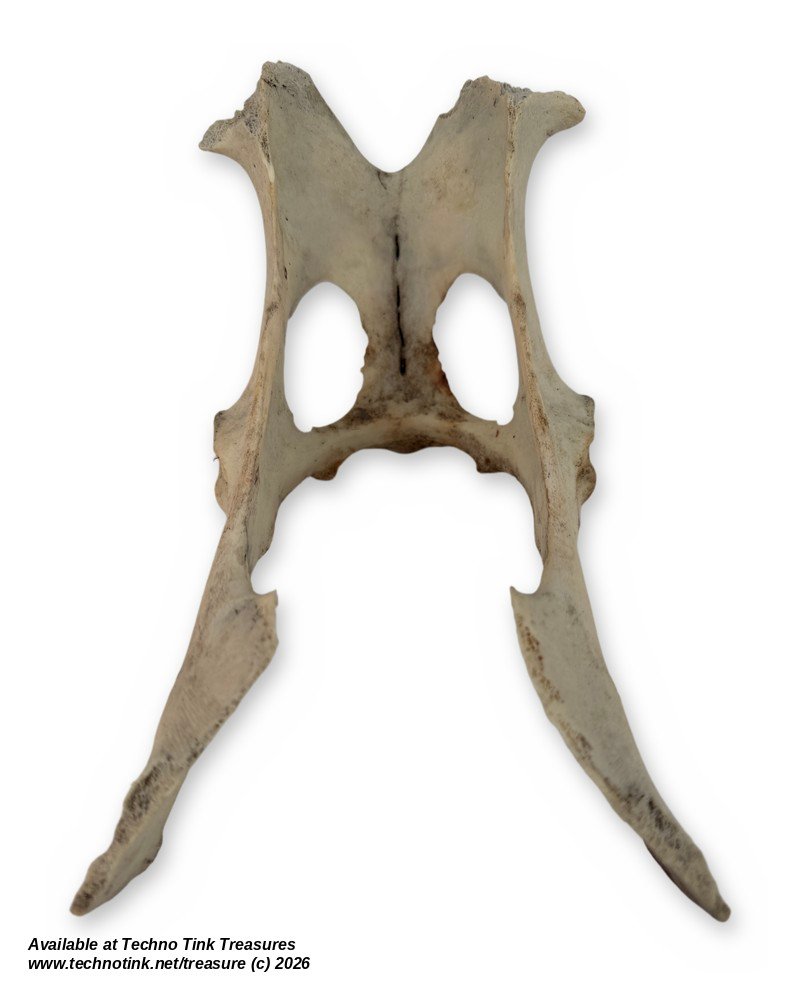 Small Weathered Deer Pelvis, 8.5 Inches - Natural Hip Bone Skeleton Oddity