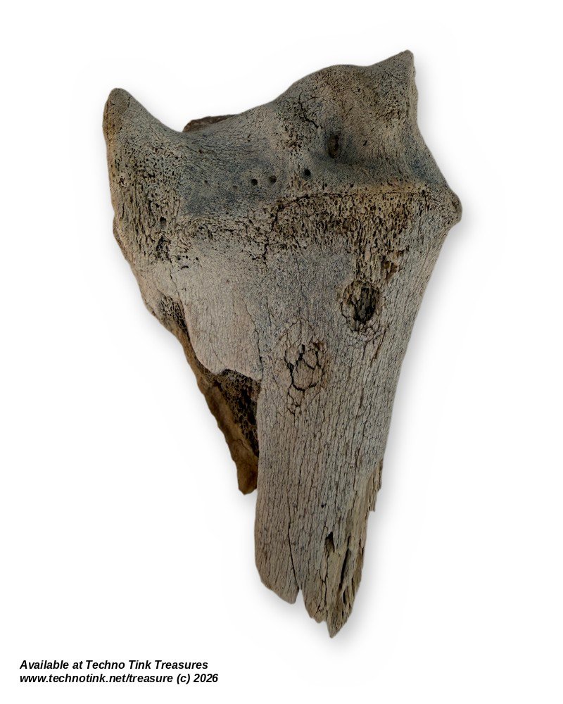 Weathered Cow Bone Fragment, 6 Inches - Natural Joint End Skeleton Oddity - Image 2