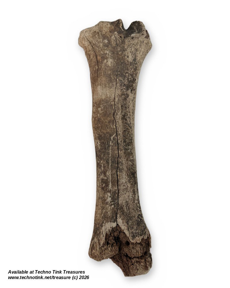Weathered Cow Cannon Bone, 12 Inches - Natural Leg Bone Skeleton Oddity - Image 2