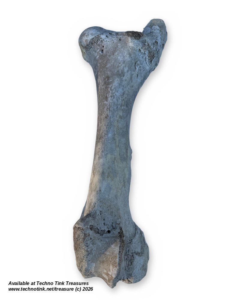 Large Weathered Cow Femur Bone, 18 Inches - Natural Skeleton Oddity - Image 2