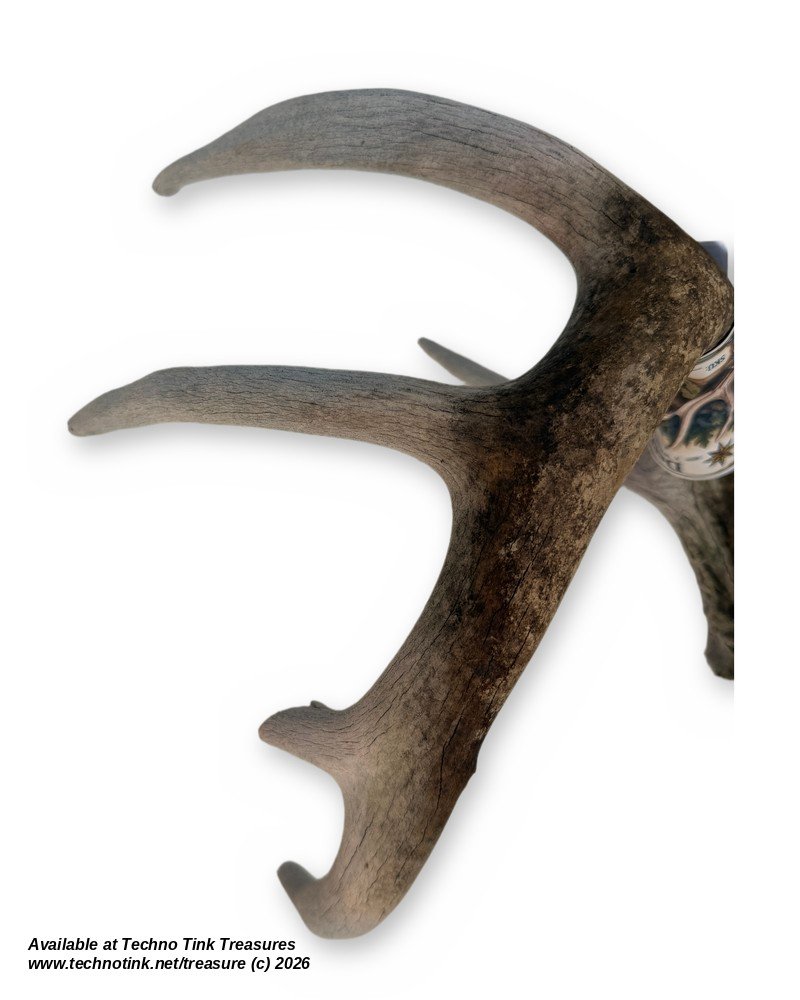 Branched Deer Antler - 3 Branch Y - Image 2