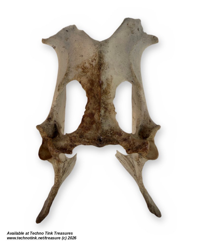Small Weathered Deer Pelvis, 8.5 Inches - Natural Hip Bone Skeleton Oddity - Image 2