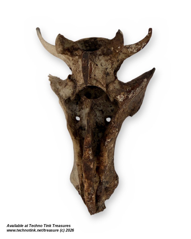 Weathered Deer Vertebra with Sacrum Piece, 5 Inches - Natural Bone Oddity Craft - Image 2