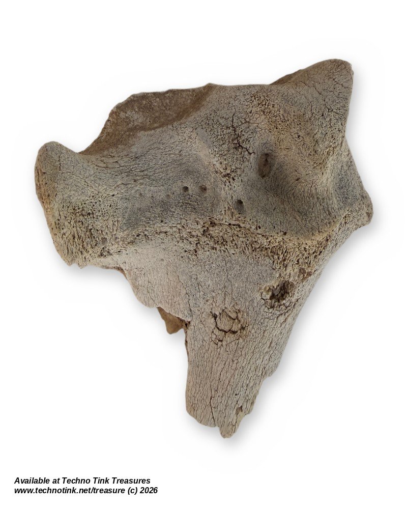 Weathered Cow Bone Fragment, 6 Inches - Natural Joint End Skeleton Oddity - Image 3