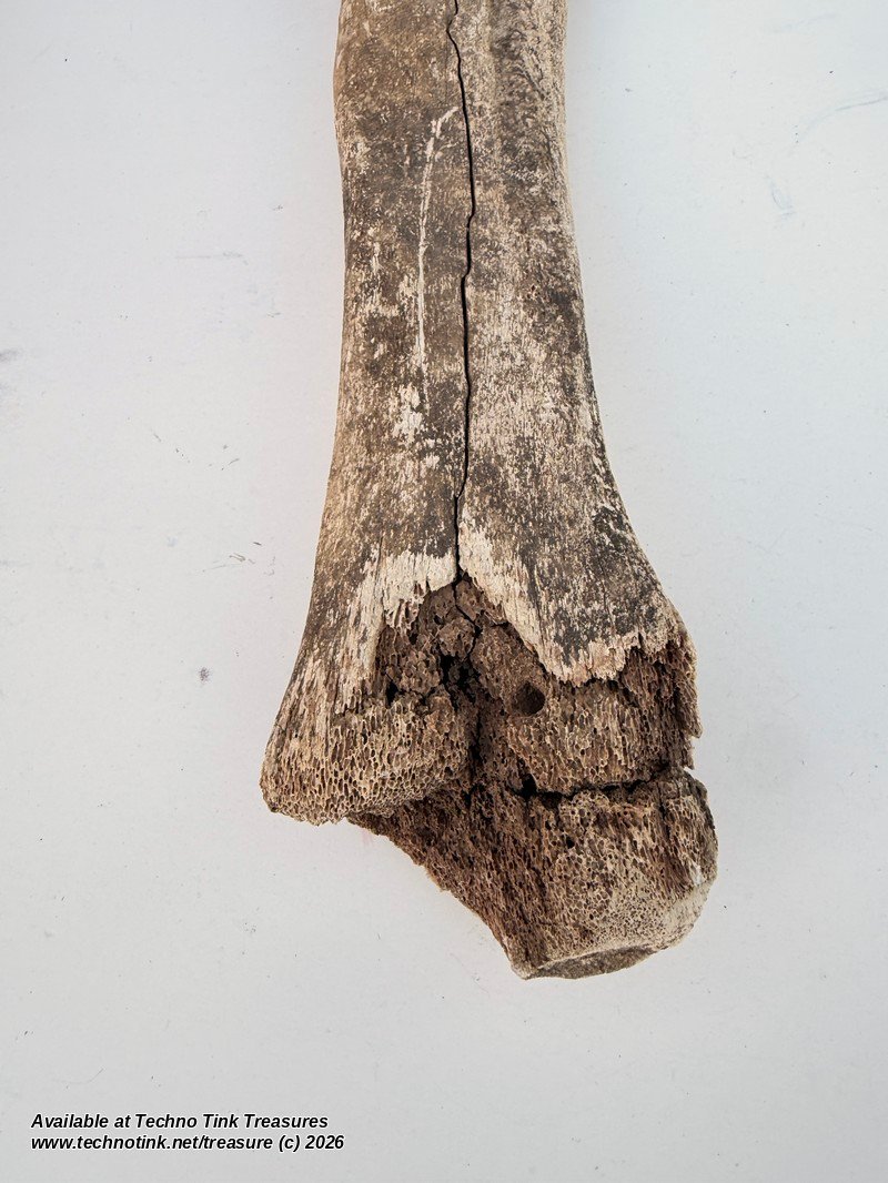 Weathered Cow Cannon Bone, 12 Inches - Natural Leg Bone Skeleton Oddity - Image 3