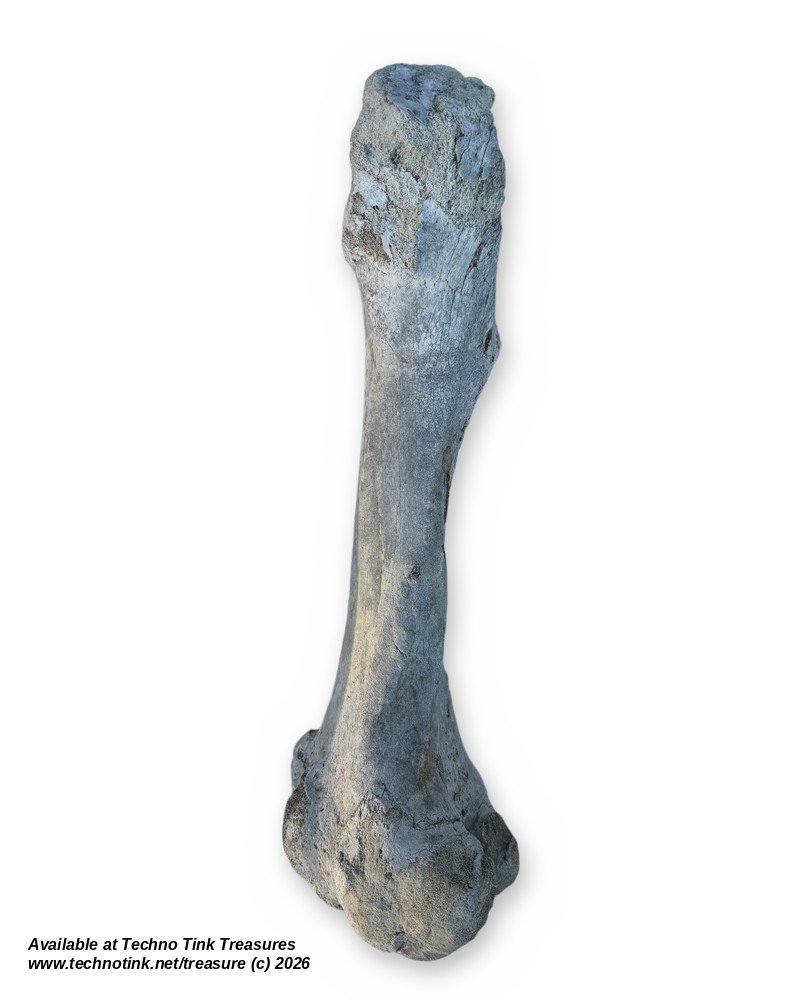 Large Weathered Cow Femur Bone, 18 Inches - Natural Skeleton Oddity - Image 3