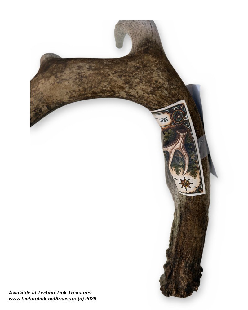 Branched Deer Antler - 3 Branch Y - Image 3