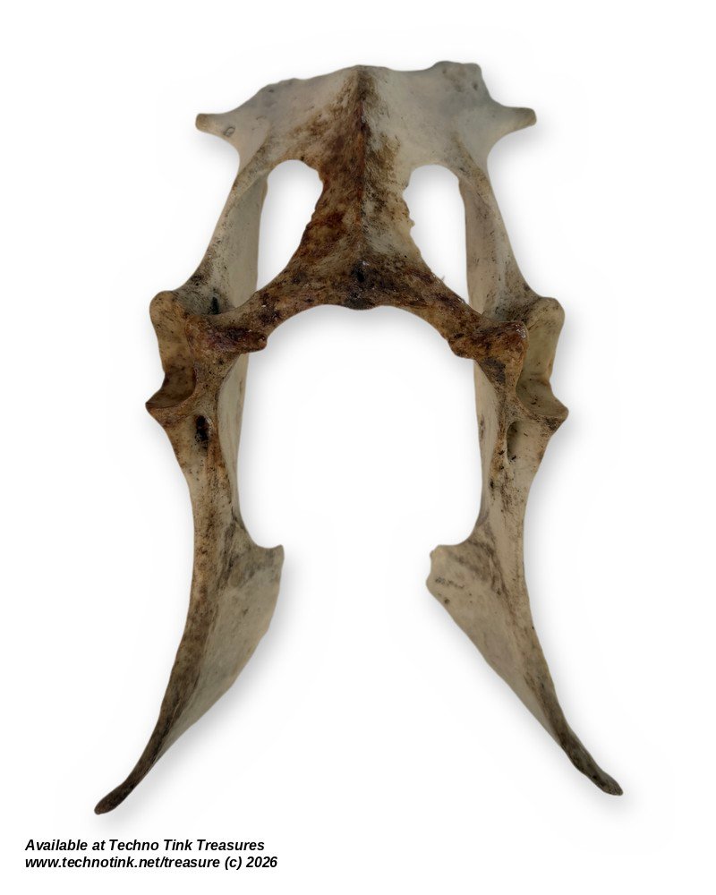 Small Weathered Deer Pelvis, 8.5 Inches - Natural Hip Bone Skeleton Oddity - Image 3