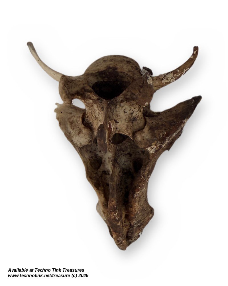 Weathered Deer Vertebra with Sacrum Piece, 5 Inches - Natural Bone Oddity Craft - Image 3