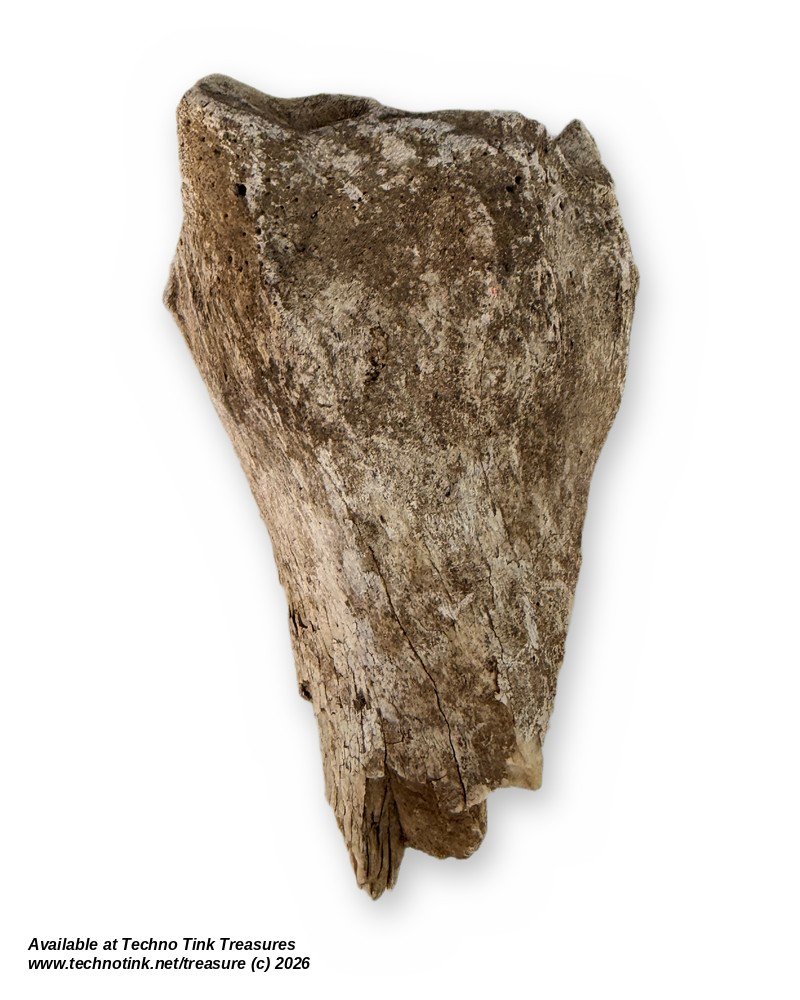 Weathered Cow Bone Fragment, 6 Inches - Natural Joint End Skeleton Oddity - Image 4