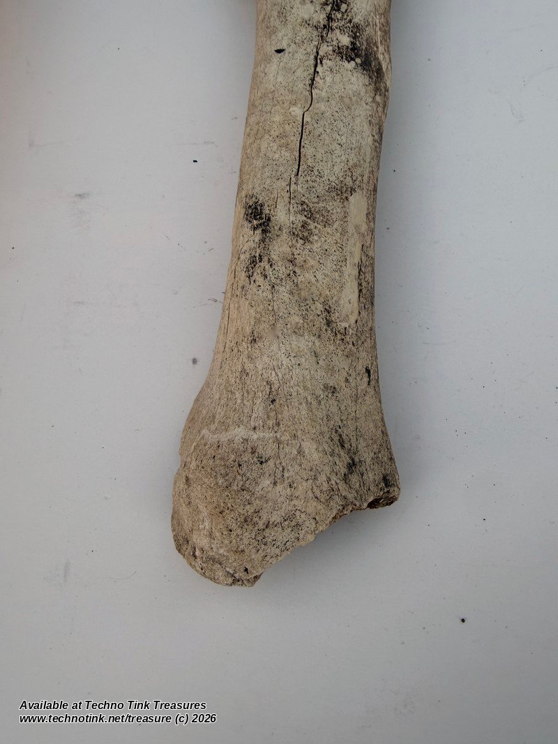 Weathered Cow Cannon Bone, 12 Inches - Natural Leg Bone Skeleton Oddity - Image 4
