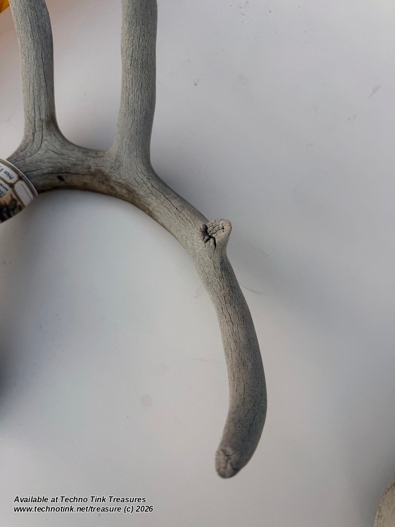 Branched Deer Antler - 3 Branch Y - Image 4