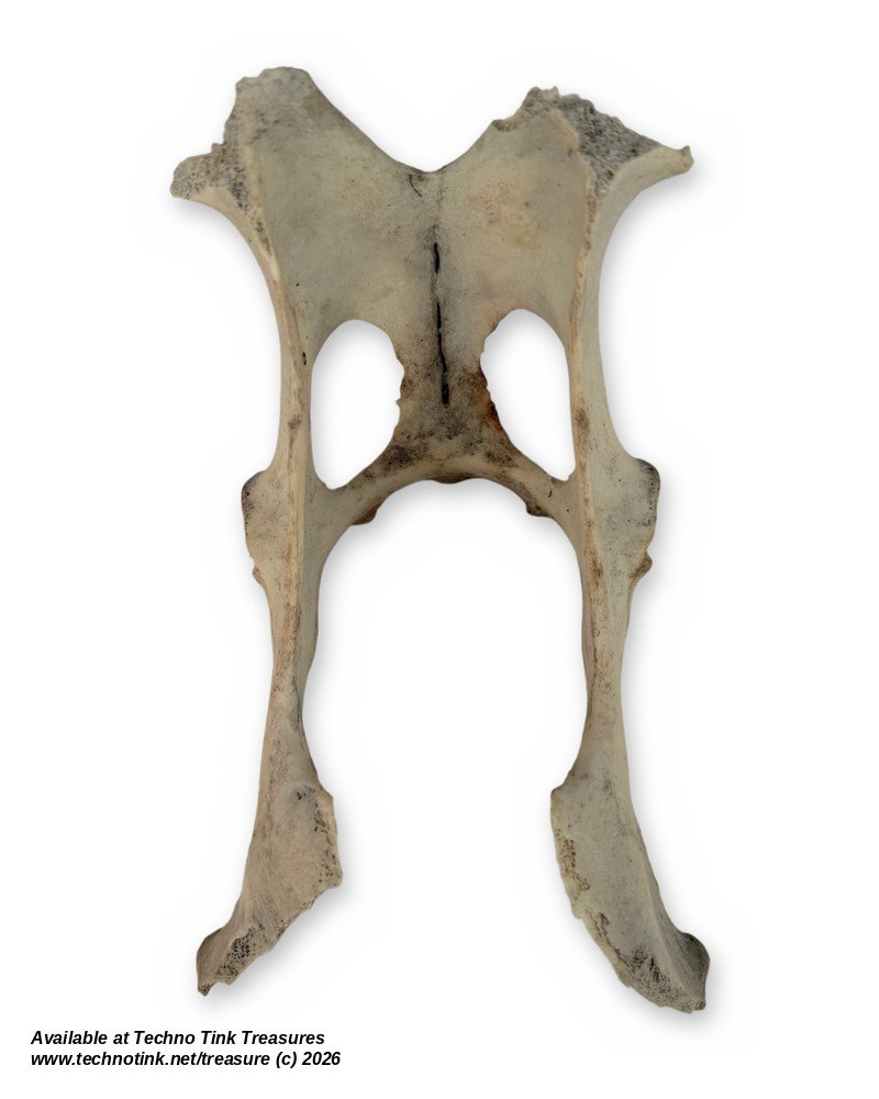 Small Weathered Deer Pelvis, 8.5 Inches - Natural Hip Bone Skeleton Oddity - Image 4