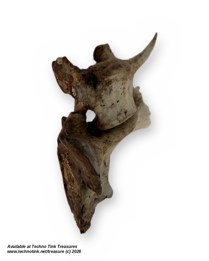 Weathered Deer Vertebra with Sacrum Piece, 5 Inches - Natural Bone Oddity Craft - Image 4
