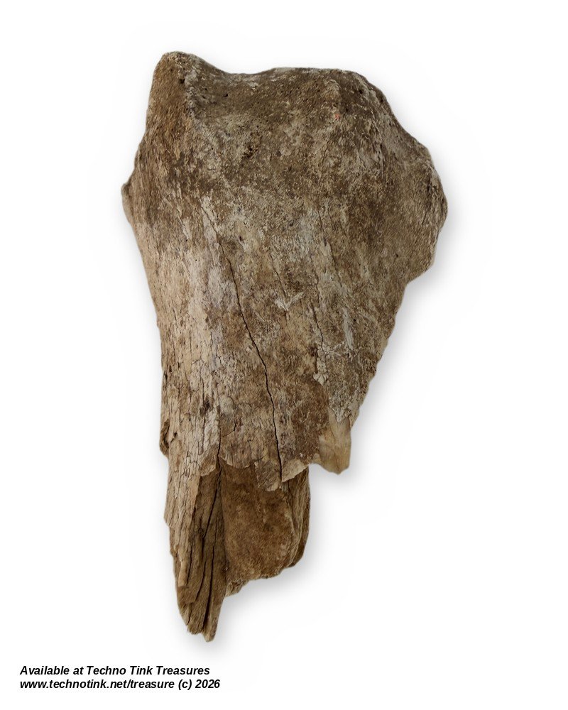 Weathered Cow Bone Fragment, 6 Inches - Natural Joint End Skeleton Oddity - Image 5