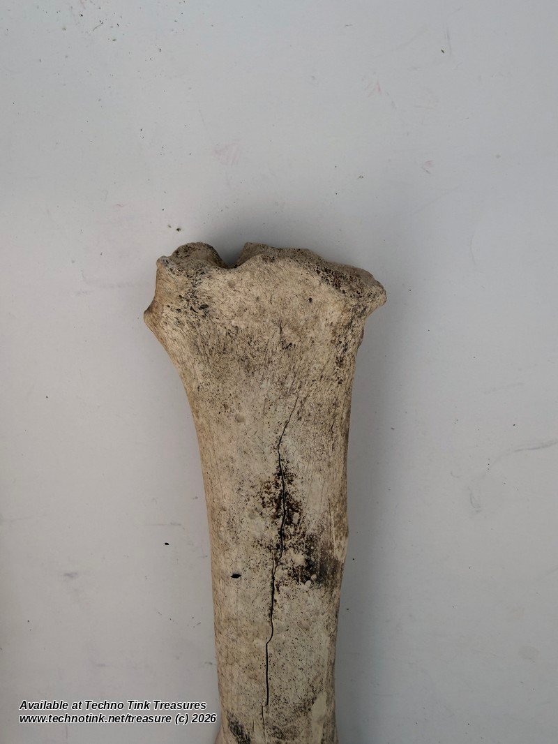 Weathered Cow Cannon Bone, 12 Inches - Natural Leg Bone Skeleton Oddity - Image 5