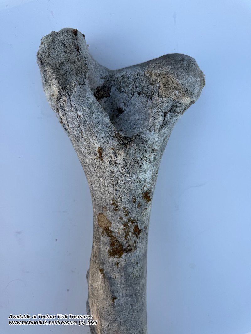 Large Weathered Cow Femur Bone, 18 Inches - Natural Skeleton Oddity - Image 5