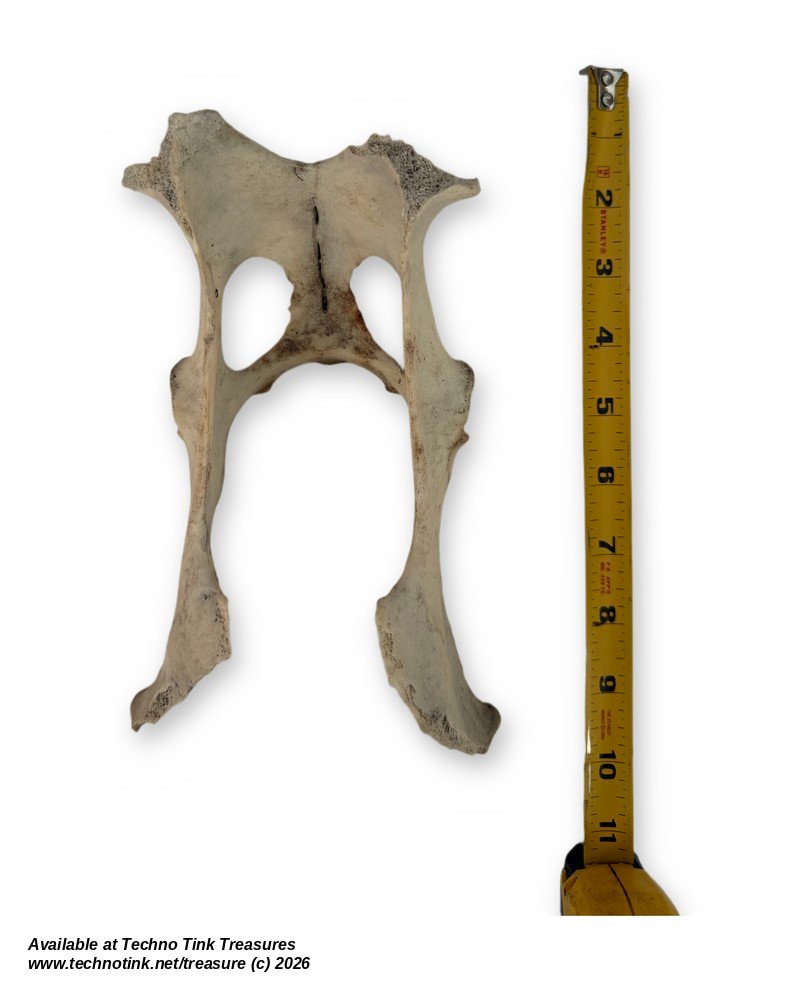 Small Weathered Deer Pelvis, 8.5 Inches - Natural Hip Bone Skeleton Oddity - Image 5