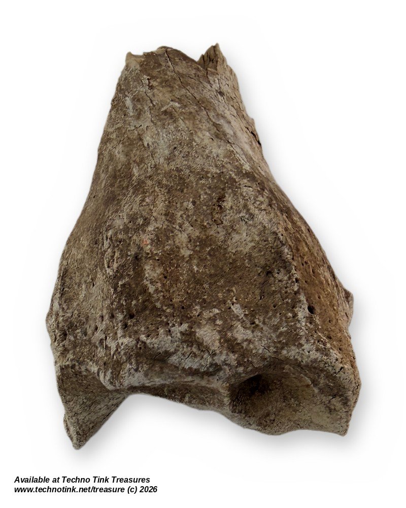 Weathered Cow Bone Fragment, 6 Inches - Natural Joint End Skeleton Oddity - Image 6