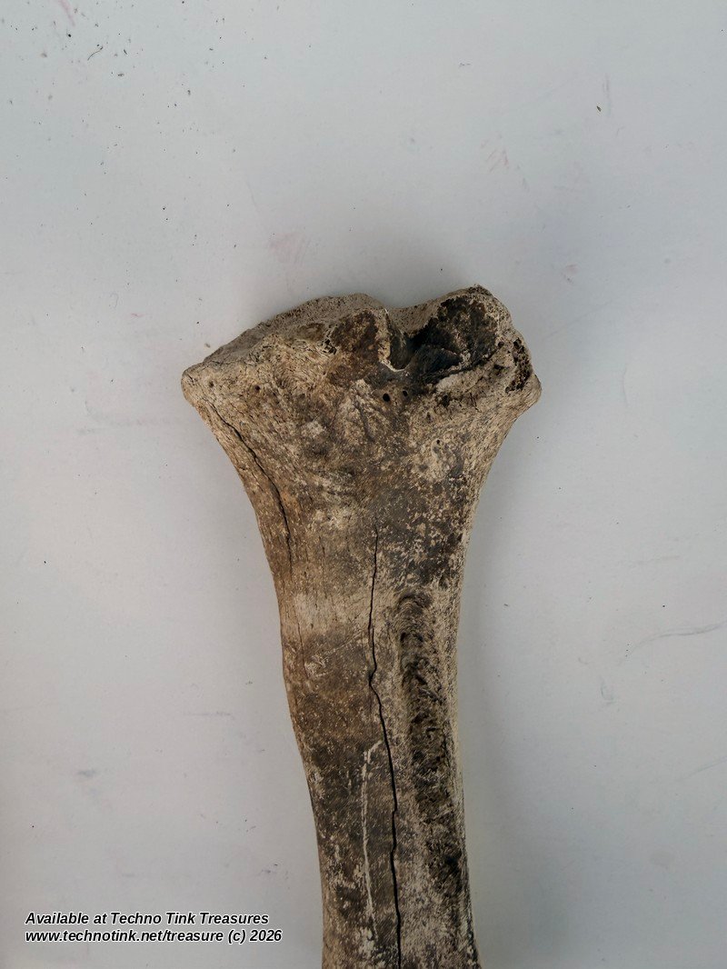 Weathered Cow Cannon Bone, 12 Inches - Natural Leg Bone Skeleton Oddity - Image 6