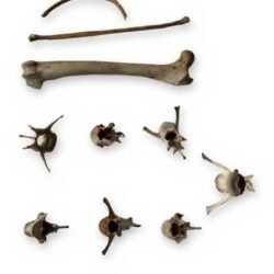 Small Mammal Bone Lot - Femur, Vertebrae, Rib & Long Bone - Bagged Set