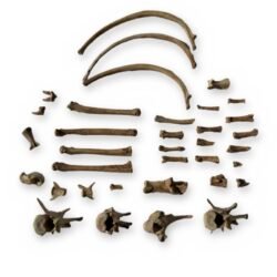 Small Canine Bone Lot - Leg Bones, Ribs, Vertebrae & Toe Bones - Bagged Set