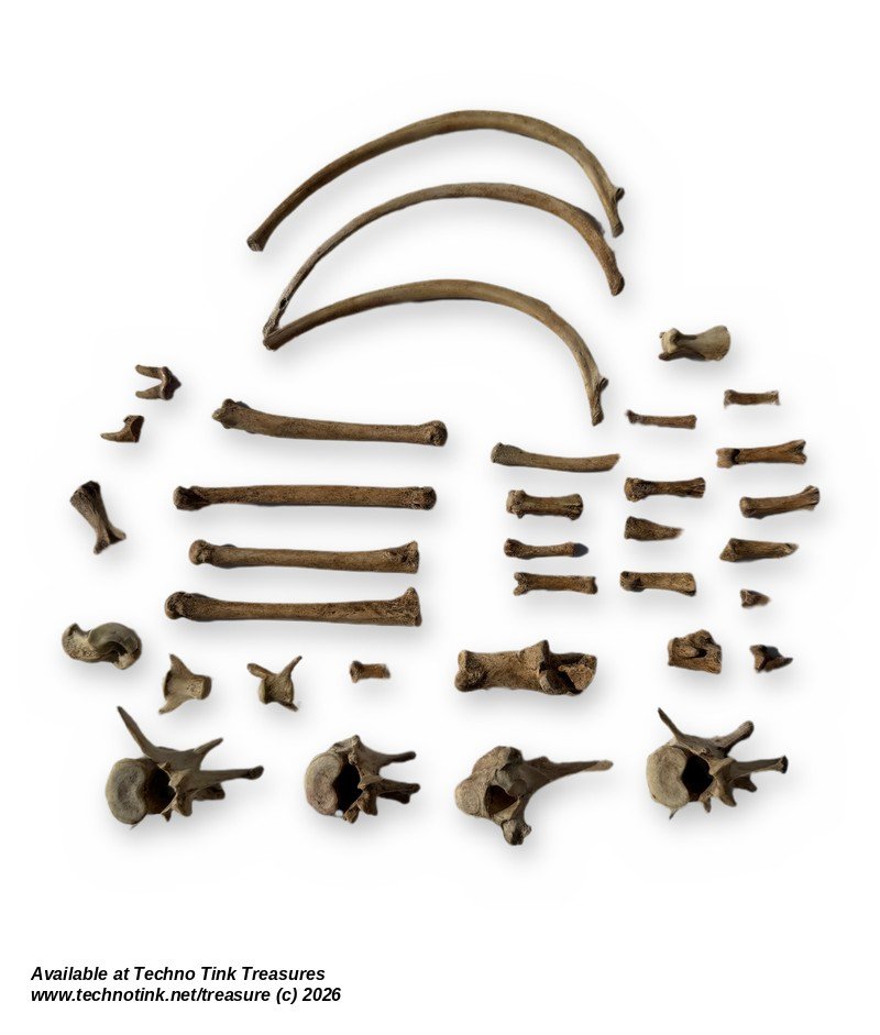 Small Canine Bone Lot - Leg Bones, Ribs, Vertebrae & Toe Bones - Bagged Set