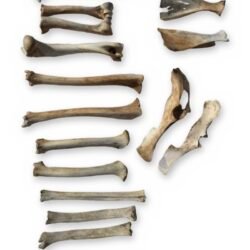 Small Deer-Size Bone Lot - Leg Bones, Shoulder Blades & Pelvis - Bagged Set