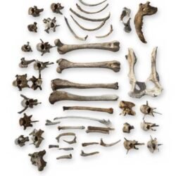 Carnivore Bone Lot - Jaw, Pelvis, Limb Bones, Ribs & Vertebrae - Bagged Set