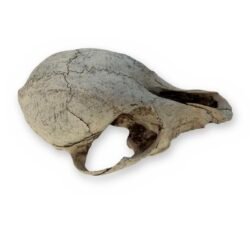 Small Carnivore Skull with Two Lower Jaw Halves - Weathered Bone Specimen