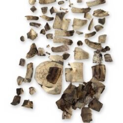 Turtle Shell Fragments Lot - Carapace Pieces & Scutes - Bagged Set