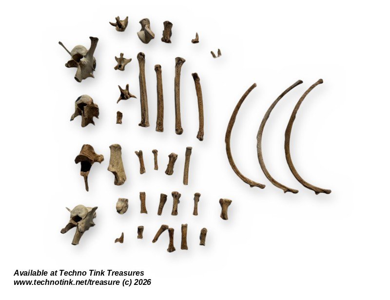 Small Canine Bone Lot - Leg Bones, Ribs, Vertebrae & Toe Bones - Bagged Set - Image 2