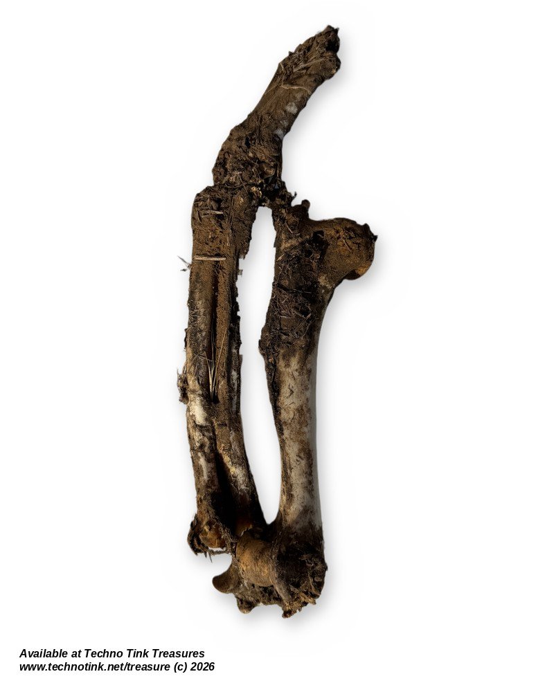 Uncleaned Canine-Type Front Leg Bones w/ Paw - Humerus, Forearm & Toe Bones - Image 2