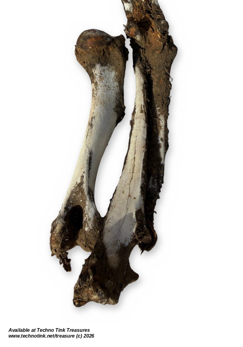 Uncleaned Canine-Type Front Leg Bones w/ Paw - Humerus, Forearm & Toe Bones - Image 3