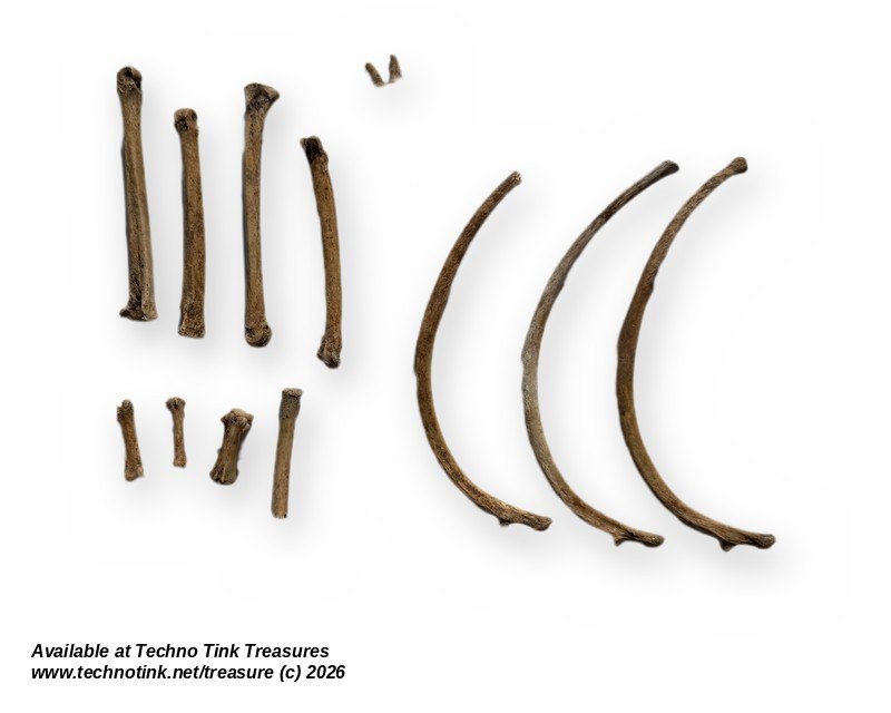 Small Canine Bone Lot - Leg Bones, Ribs, Vertebrae & Toe Bones - Bagged Set - Image 4