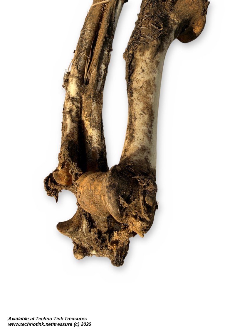 Uncleaned Canine-Type Front Leg Bones w/ Paw - Humerus, Forearm & Toe Bones - Image 4
