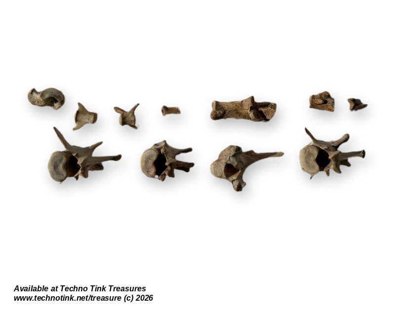 Small Canine Bone Lot - Leg Bones, Ribs, Vertebrae & Toe Bones - Bagged Set - Image 5