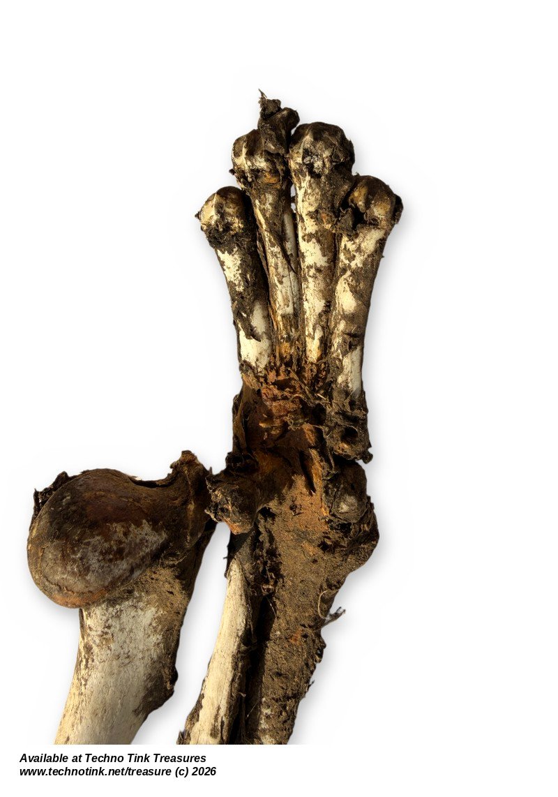 Uncleaned Canine-Type Front Leg Bones w/ Paw - Humerus, Forearm & Toe Bones - Image 6